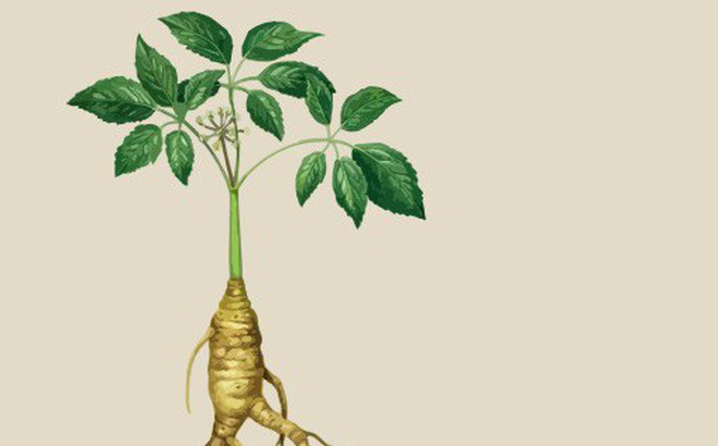 Công Dụng Nhân Sâm Bao Tử Đối Với Nam Giới 