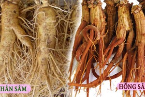 Sự Khác biệt Giữa Nhân Sâm Và Hồng Sâm
