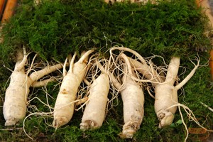Những Điều Đặc Biệt Mà Người Dùng Chưa Biết Về Nhân Sâm Tươi 